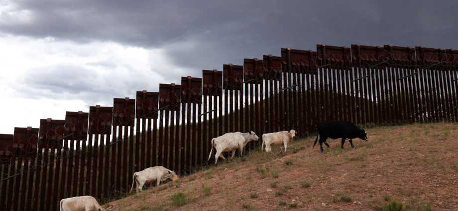 arizona-cattle-port-reopens-days-after-screwworm-hits-neighboring-sonora