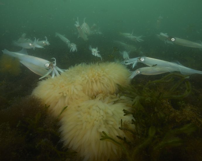the-secret-love-life-of-the-longfin-squid