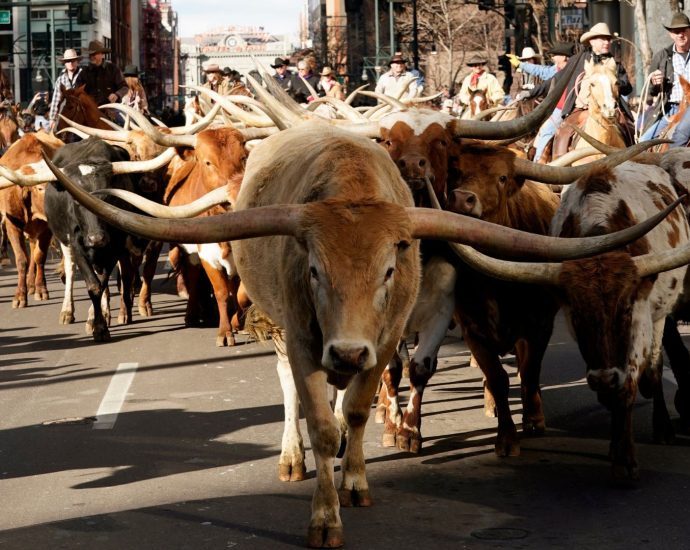 viral-post-claims-the-traitor-is-buying-contaminated-beef.-here’s-what-we-found