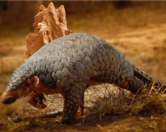 190-year-old-dna-reveals-a-hidden-pangolin-species
