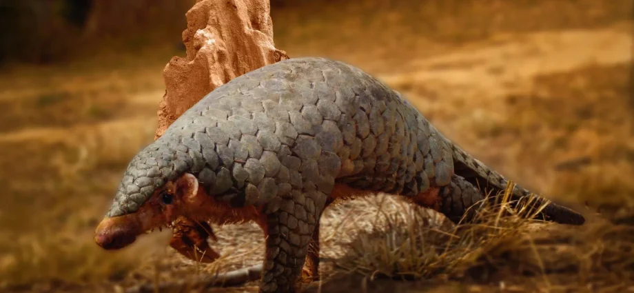 190-year-old-dna-reveals-a-hidden-pangolin-species