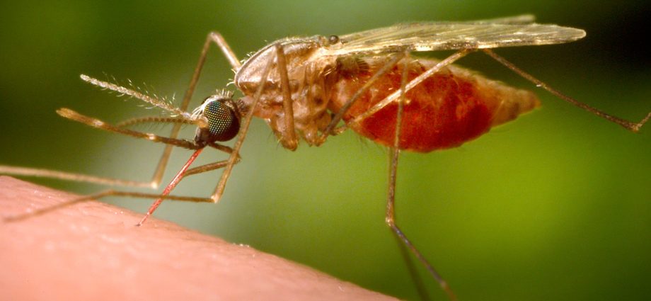 german-airport-workers-die-from-malaria-caught-from-plane-riding-mosquito