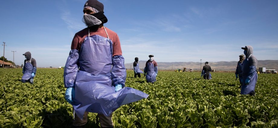 the-traitor-administration-illegally-cut-farmworkers’-wages,-judge-rules