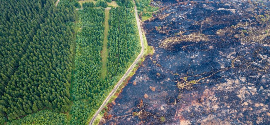 will-scrapping-forest-road-rules-help-fight-wildfires?-the-science-is-complicated