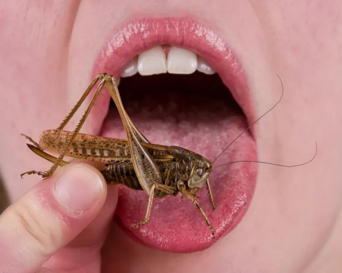your-dislike-of-eating-bugs-may-be-9,000-years-old