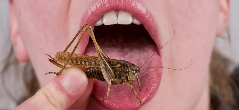 your-dislike-of-eating-bugs-may-be-9,000-years-old