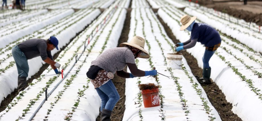 can-california-farmers-break-free-from-plastic?