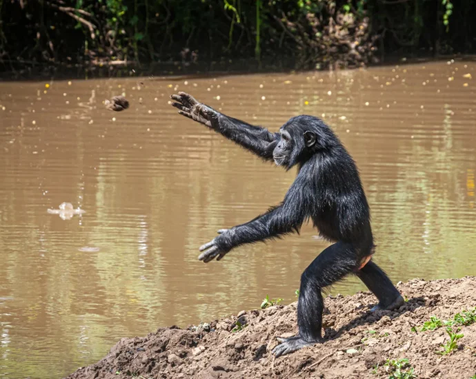 chimpanzees-have-been-hurling-rocks-at-the-same-trees-for-more-than-a-decade