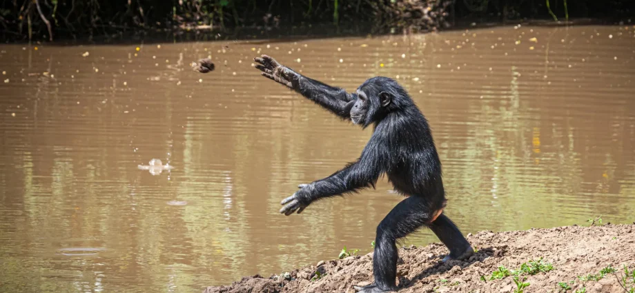 chimpanzees-have-been-hurling-rocks-at-the-same-trees-for-more-than-a-decade