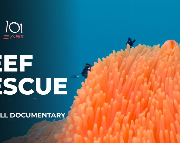 can-“super-coral”-and-cooling-the-sea,-save-reefs-from-climate-change?