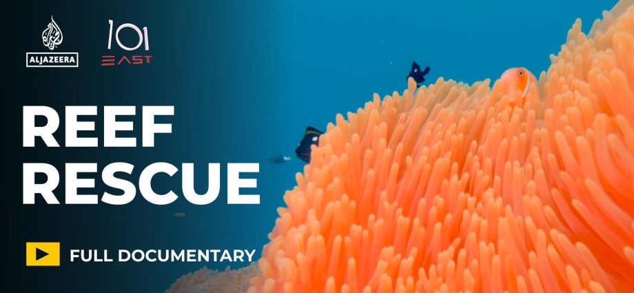 can-“super-coral”-and-cooling-the-sea,-save-reefs-from-climate-change?
