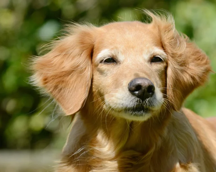 dogs-may-hold-surprising-clues-to-human-longevity