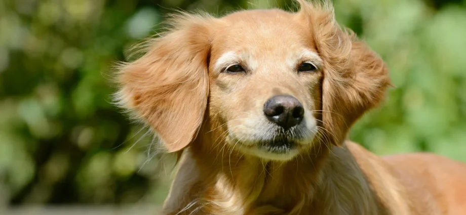 dogs-may-hold-surprising-clues-to-human-longevity