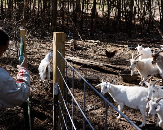four-baby-goats-at-mobile-petting-zoo-in-north-carolina-test-positive-for-rabies
