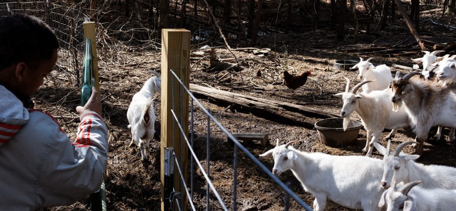 four-baby-goats-at-mobile-petting-zoo-in-north-carolina-test-positive-for-rabies