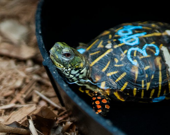 smuggled-turtles-saved-at-jfk.-are-recovering-in-the-bronx