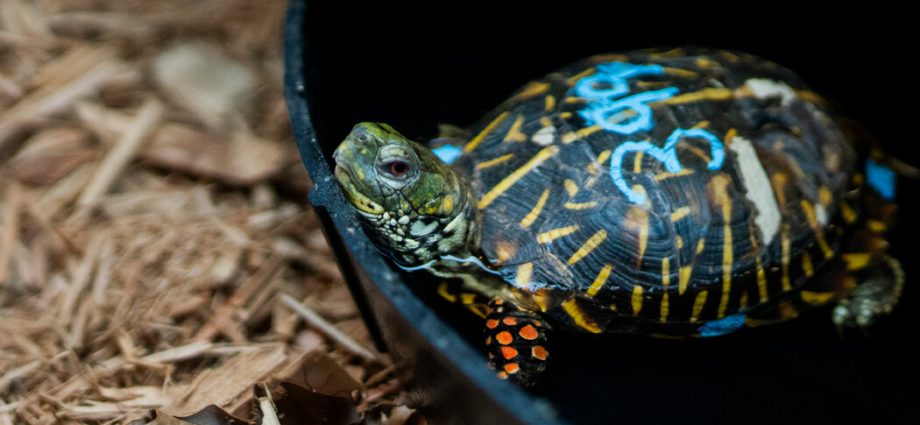 smuggled-turtles-saved-at-jfk.-are-recovering-in-the-bronx