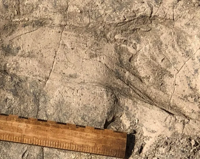 1.4-million-year-old-footprints-reveal-a-surprisingly-large-human-relative