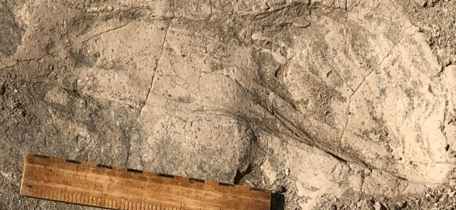 1.4-million-year-old-footprints-reveal-a-surprisingly-large-human-relative