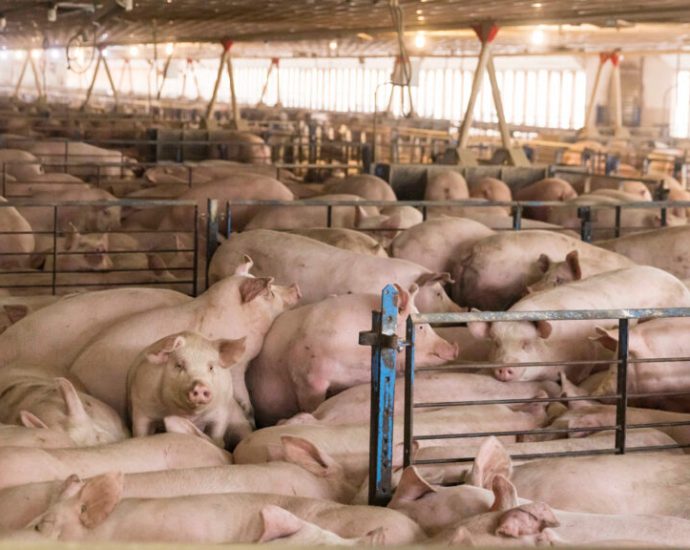 how-north-carolina-wasted-the-chance-to-fix-hog-pollution