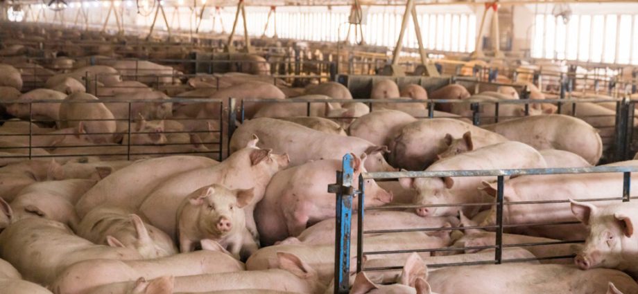 how-north-carolina-wasted-the-chance-to-fix-hog-pollution
