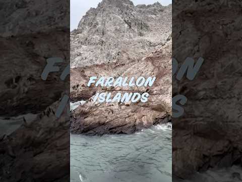 wildlife-and-conservation-at-the-farallon-islands!