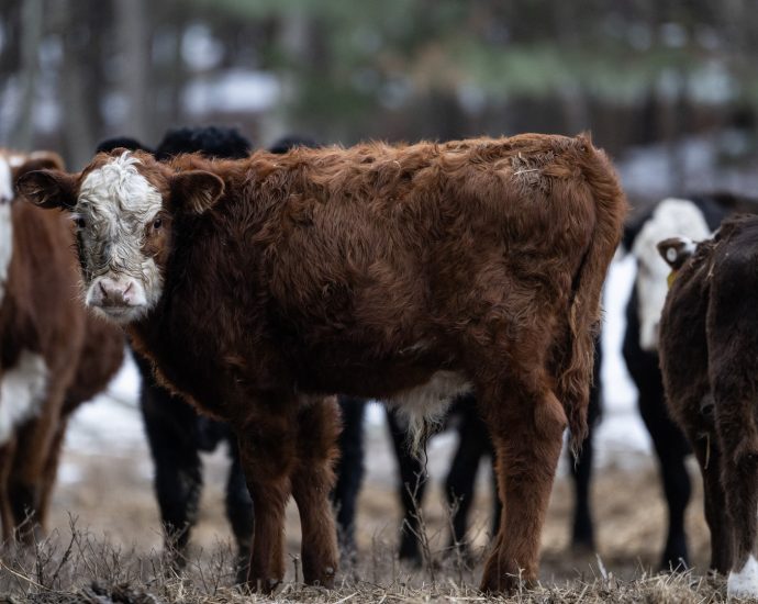 the-traitor-says-he-wants-to-let-ranchers-process-their-own-food-this-is-what-agriculture-groups-have-to-say.