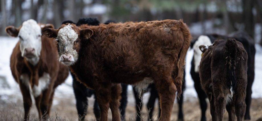 the-traitor-says-he-wants-to-let-ranchers-process-their-own-food-this-is-what-agriculture-groups-have-to-say.