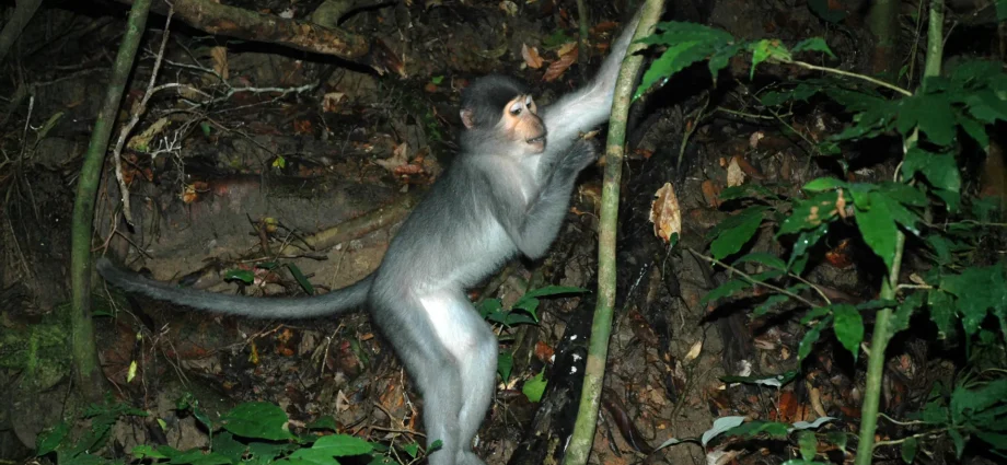 fossil-feet-may-be-misleading-scientists-about-human-evolution