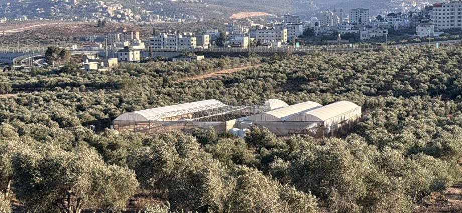 palestinian-farmers-rebuild-what-israeli-settlers-destroy-in-west-bank