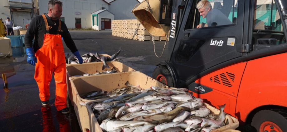 why-iceland-chose-fish-over-european-alliances