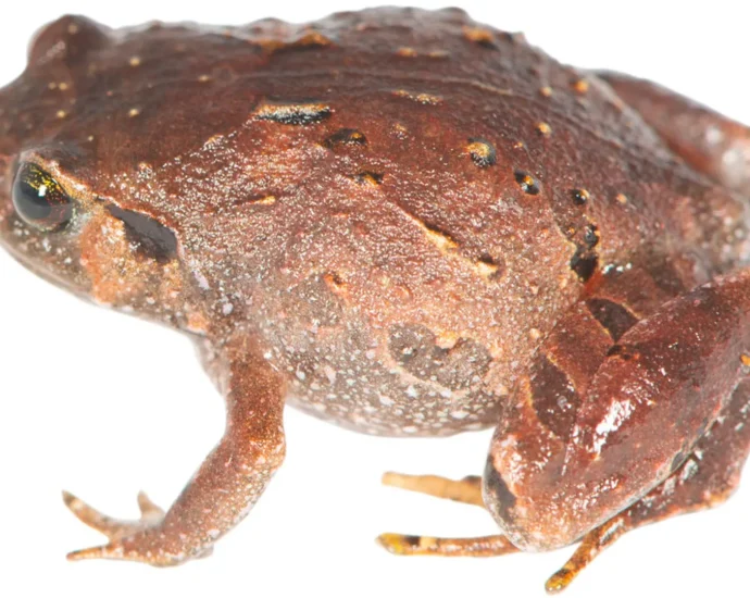 seven-new-frog-species-were-hiding-beneath-madagascar’s-forest-floor