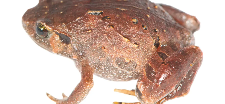 seven-new-frog-species-were-hiding-beneath-madagascar’s-forest-floor
