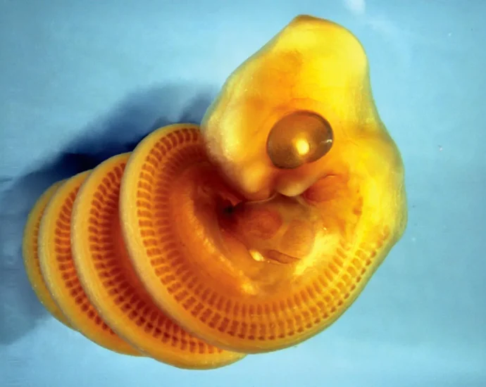 scientists-discover-why-snake-embryos-twist-into-spirals