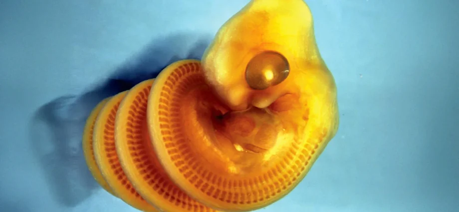 scientists-discover-why-snake-embryos-twist-into-spirals