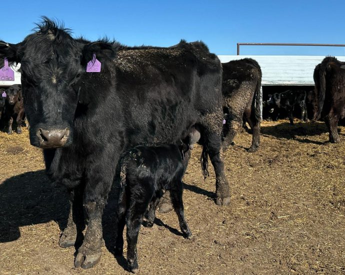 usda-beefs-up-american-rancher-aid,-but-the-underlying-industry-pressures-remain