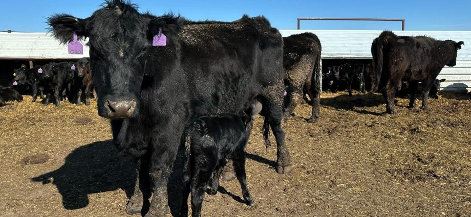usda-beefs-up-american-rancher-aid,-but-the-underlying-industry-pressures-remain