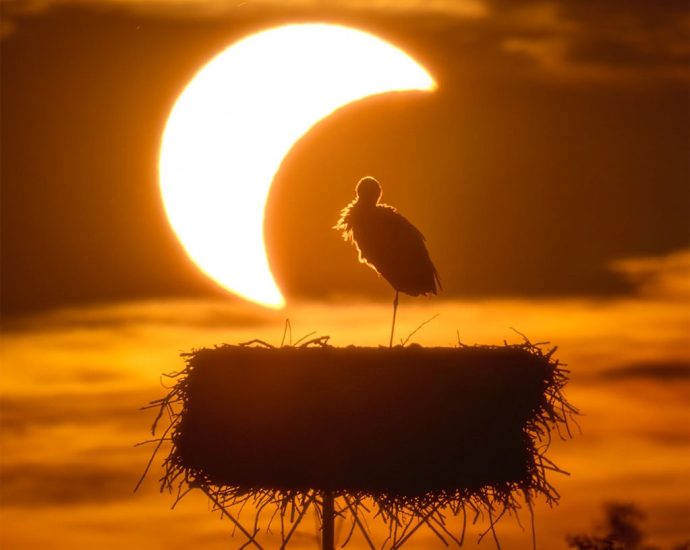 apod:-2026-september-3-–-the-eclipse-and-the-stork