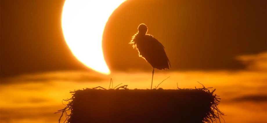 apod:-2026-september-3-–-the-eclipse-and-the-stork