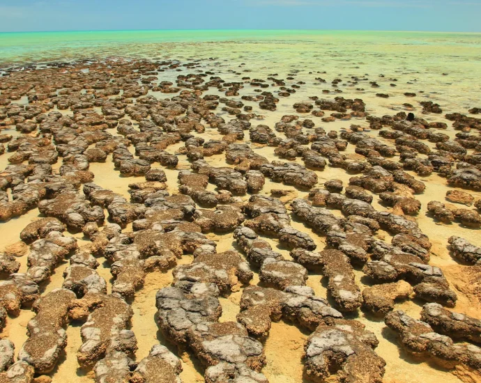 ancient-“living-fossils”-may-reveal-how-complex-life-began