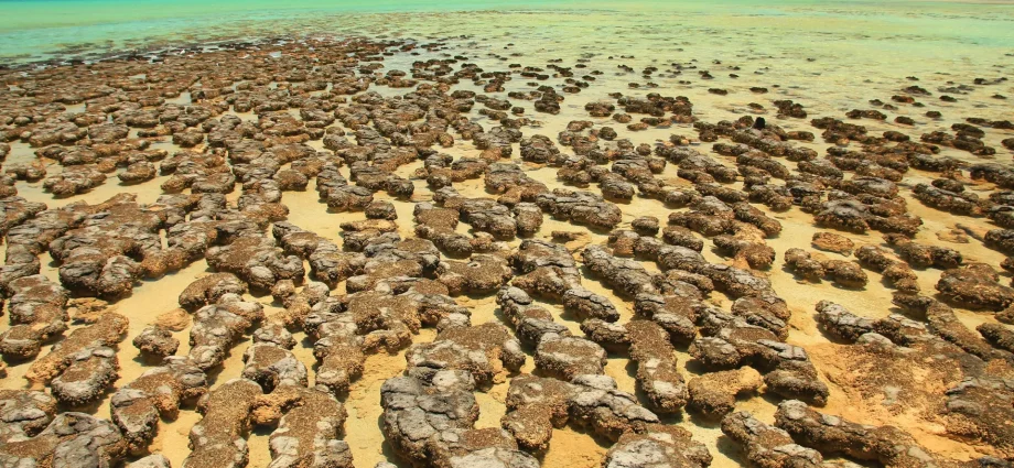 ancient-“living-fossils”-may-reveal-how-complex-life-began