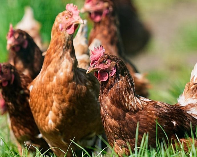 russians-skewer-authorities-for-ordering-citizens-to-register-their-chicken