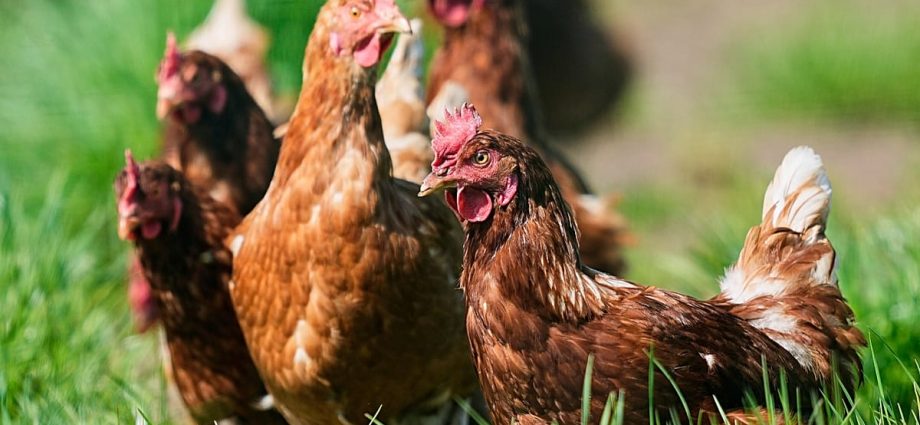 russians-skewer-authorities-for-ordering-citizens-to-register-their-chicken