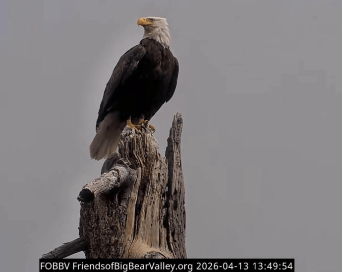 California Wildlife Day to honor beloved bald eagle Jackie