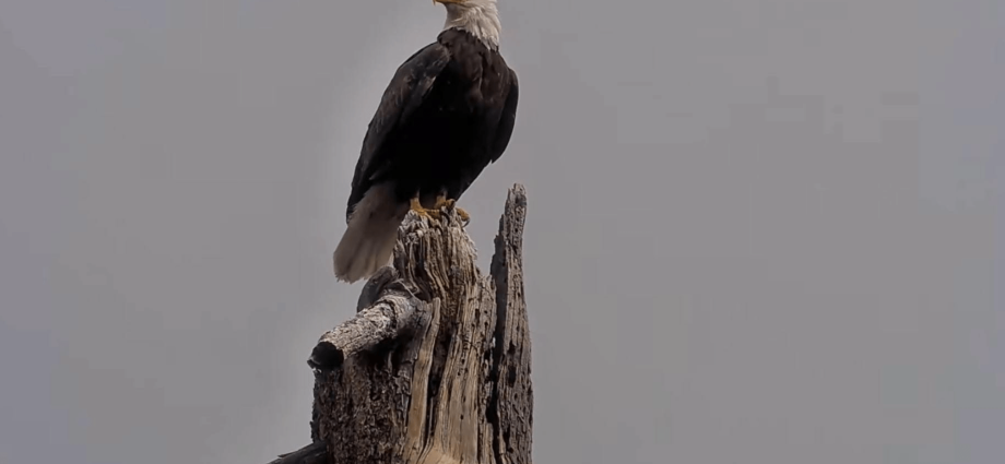 California Wildlife Day to honor beloved bald eagle Jackie