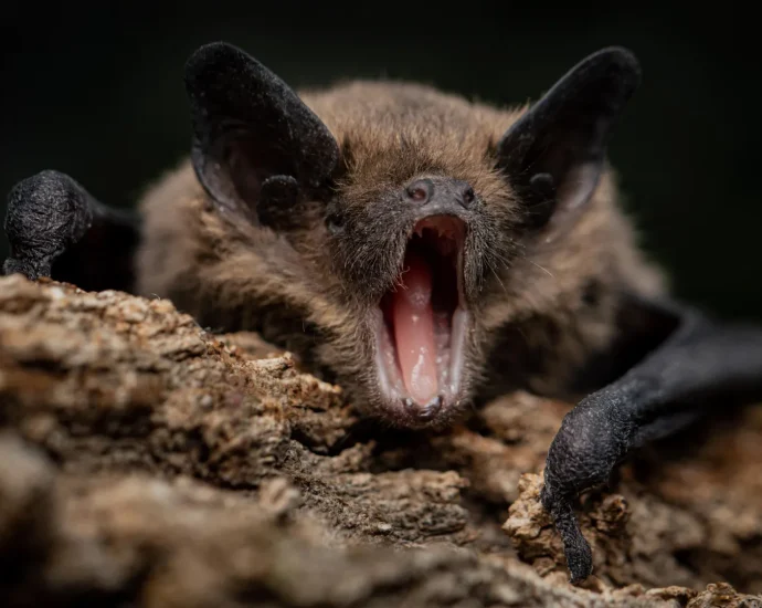 bats-carry-dangerous-viruses-without-getting-sick.-this-may-be-why