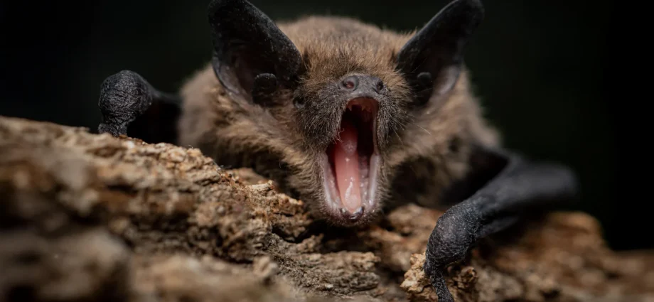 bats-carry-dangerous-viruses-without-getting-sick.-this-may-be-why