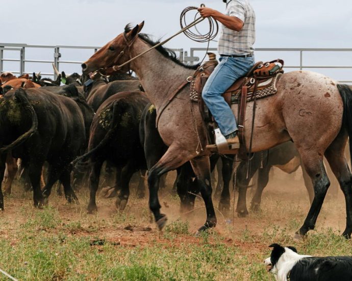 global-warming-is-ruining-their-way-of-life.-these-colorado-ranchers-demand-accountability