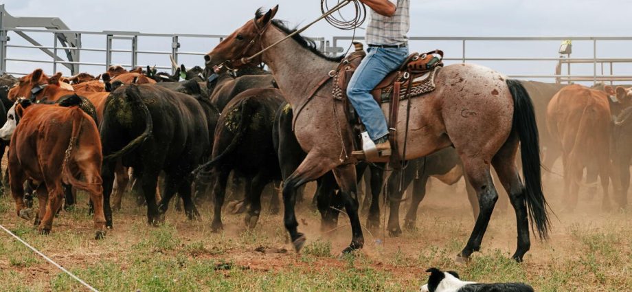 global-warming-is-ruining-their-way-of-life.-these-colorado-ranchers-demand-accountability