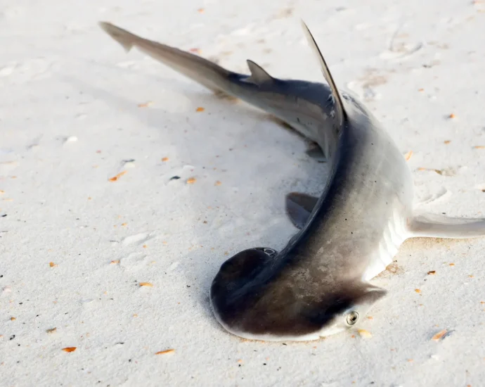 scientists-overturn-a-theory-about-this-shark’s-strange-head